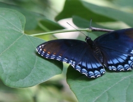 Red-spotted Purple. Photo: Teri Nye