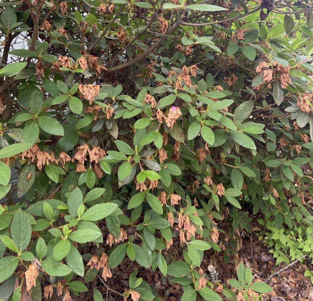 Wilted flowers